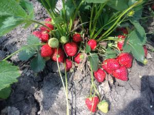 Клубника "СКАЛА" (6 шт.)